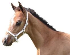 HB Leather Foal Halter -Equestrian Supplies Online Shop 00000041W 2 301010008