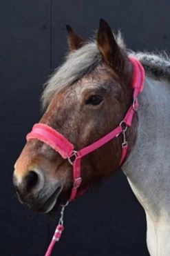 HB Halter Teddy - XXL