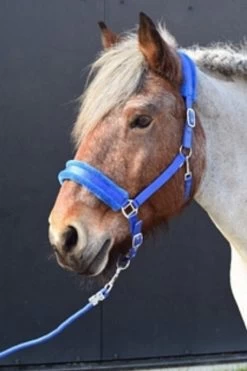 HB Halter Teddy - XXL -Equestrian Supplies Online Shop 00001408W 1 301074027