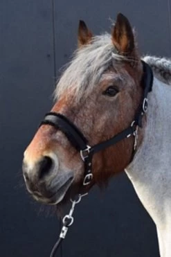 HB Halter Teddy - XXL -Equestrian Supplies Online Shop 00001408W 1 301090199