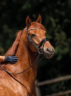BR Bridle Plymouth II -Equestrian Supplies Online Shop 00001585W 2 302090508