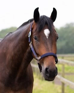 QHP Head Collar Combi -Equestrian Supplies Online Shop 00001842W 3 301059026