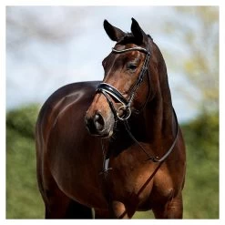 Anky Bridle Patent Leather - Round Stitched -Equestrian Supplies Online Shop 00002255W 3 302091060