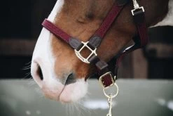 Kentucky Horsewear Kentucky Plaited Nylon Halter -Equestrian Supplies Online Shop 00002388W 3 301034021