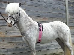 HB Lunging Girth Little Sizes