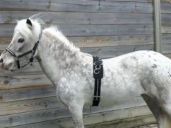 HB Lunging Girth Little Sizes -Equestrian Supplies Online Shop 00002510W 1 305090048