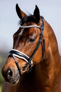 HB Bridle Showtime Jubileum