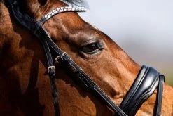 HB Bridle Showtime Jubileum -Equestrian Supplies Online Shop 00002795W 2 302090589