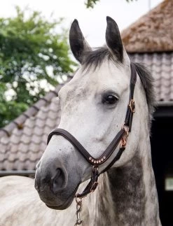 HB Anatomic Halter Showtime Rosé Gold -Equestrian Supplies Online Shop 00002800W 1 301059048