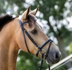 HB Bridle Basic -Equestrian Supplies Online Shop 00003732W 1 302091068