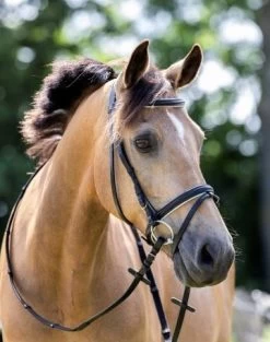 HB Bridle Basic -Equestrian Supplies Online Shop 00003732W 2 302091068