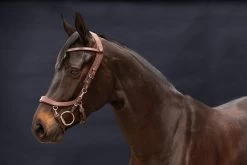 PresTeq Bridle FaySport -Equestrian Supplies Online Shop 00003749W 1 302050123