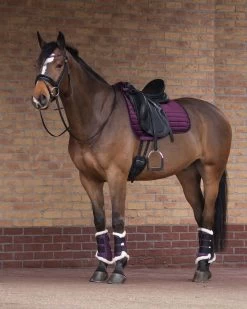 QHP Leg Protection Astana -Equestrian Supplies Online Shop 00003858W 3 312040033