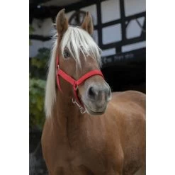 Norton Heascollar For Draught Horse -Equestrian Supplies Online Shop 00004119W 1 301030108