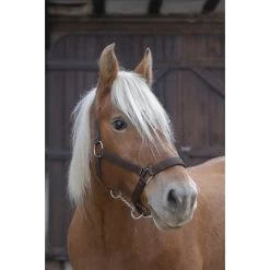 Norton Heascollar For Draught Horse -Equestrian Supplies Online Shop 00004119W 1 301050132