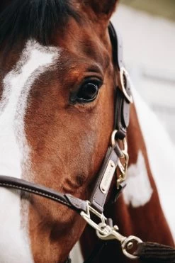 Kentucky Horsewear Kentucky Leather Anatomic Halter -Equestrian Supplies Online Shop 00004142W 2 301059041