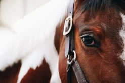 Kentucky Horsewear Kentucky Leather Anatomic Halter -Equestrian Supplies Online Shop 00004142W 4 301059041