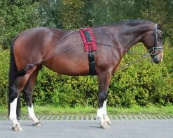 QHP Lunging Pad -Equestrian Supplies Online Shop 00004268W 2 305030003