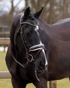 QHP Bridle Lupine -Equestrian Supplies Online Shop 00004643W 3 302050127