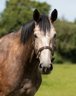 QHP Headcollar Leather Lupine -Equestrian Supplies Online Shop 00004646W 4 301050133