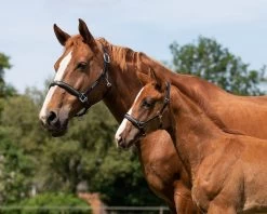 QHP Headcollar Leather Lupine -Equestrian Supplies Online Shop 00004646W 4 301080058