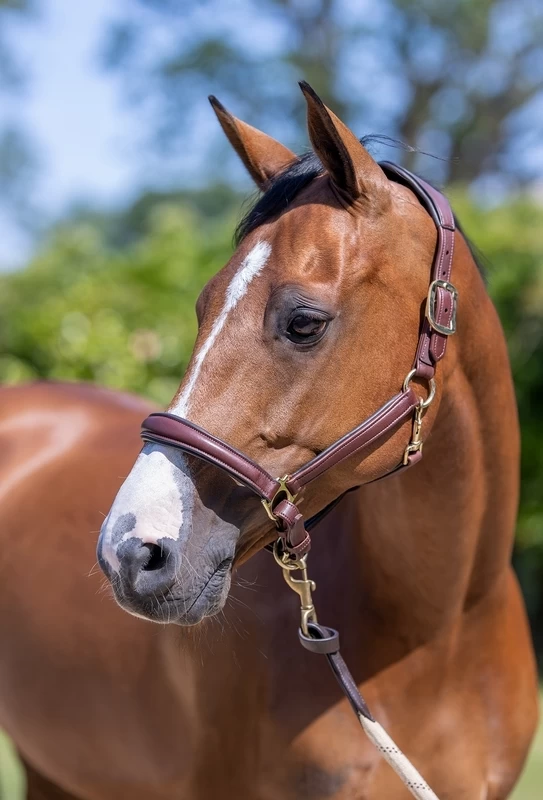 LeMieux Anatomic Headcollar 2 LeMieux Anatomic Headcollar - Image 2