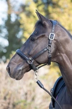 LeMieux Anatomic Headcollar 8 LeMieux Anatomic Headcollar -Equestrian Supplies Online Shop 00004761W 2 301090358