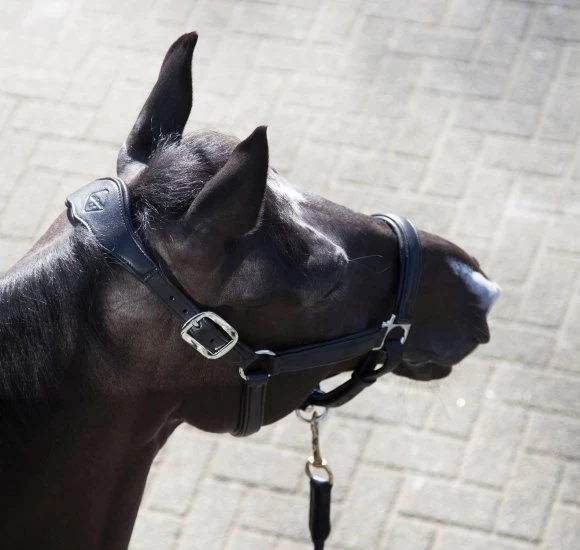 LeMieux Anatomic Headcollar 5 LeMieux Anatomic Headcollar - Image 5