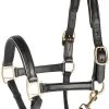 Harry's Horse Headcollar Leather, Black With Piping