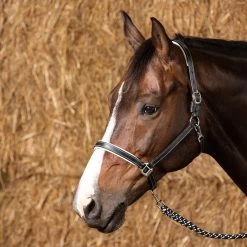 Harry's Horse Headcollar Leather Elegance -Equestrian Supplies Online Shop 00004849W 2 301090364