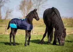 Harry's Horse Foal Rug Two Tone 8 Harry's Horse Foal Rug Two Tone -Equestrian Supplies Online Shop 00005080W 3 401079120