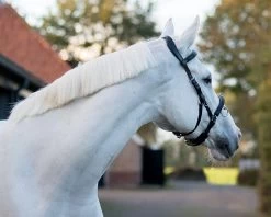 QHP Cavesson Leather -Equestrian Supplies Online Shop 00005186W 4 305090078