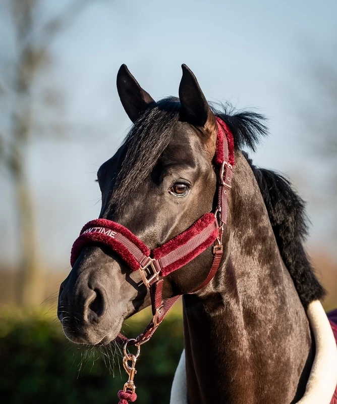 HB Showtime Halter Teddy Rosegold 5 HB Showtime Halter Teddy Rosegold - Image 5