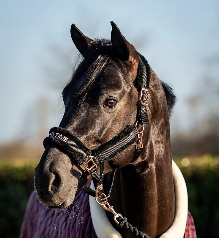 HB Showtime Halter Teddy Rosegold 1 HB Showtime Halter Teddy Rosegold