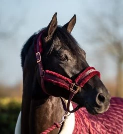 HB Showtime Halter Teddy Rosegold 13 HB Showtime Halter Teddy Rosegold -Equestrian Supplies Online Shop 00005657W 2 301034054