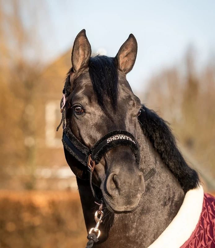 HB Showtime Halter Teddy Rosegold 2 HB Showtime Halter Teddy Rosegold - Image 2