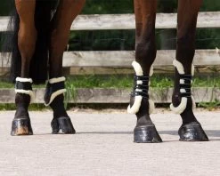 QHP Fetlock Boots Tario -Equestrian Supplies Online Shop 00005719W 4 313050050