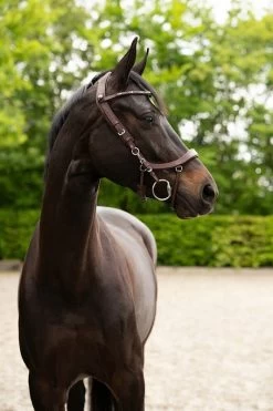 PresTeq Browband ShineBright -Equestrian Supplies Online Shop 00005729W 2 304050008