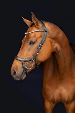 PresTeq Browband ShineBright -Equestrian Supplies Online Shop 00005729W 2 304090232