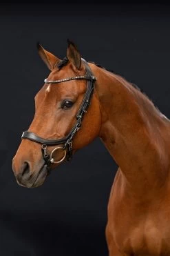 PresTeq Browband ShineBright -Equestrian Supplies Online Shop 00005729W 3 304090231