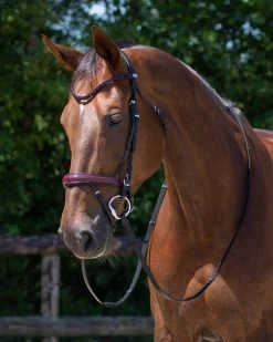 QHP Bridle Chianti -Equestrian Supplies Online Shop 00005761W 3 302034002