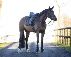 QHP Bell Boots Gloss -Equestrian Supplies Online Shop 00006018W 3 314090124