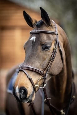 LeMieux Competition Flash Bridle -Equestrian Supplies Online Shop 00006109W 3 302050137