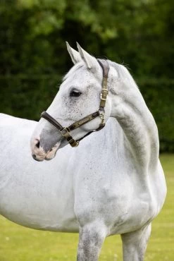 LeMieux Headcollar Capella 7 LeMieux Headcollar Capella -Equestrian Supplies Online Shop 00006491W 2 301060114