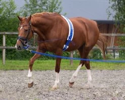 QHP Lunging Girth Ontario -Equestrian Supplies Online Shop 00006680W 2 305070052