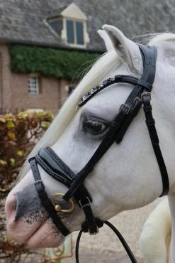 HB Bridle Showtime Special A-pony -Equestrian Supplies Online Shop 00006730W 1 302090680