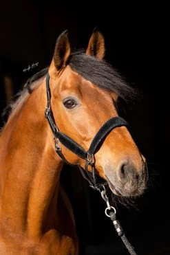 HB Halter Showtime Wisconsin -Equestrian Supplies Online Shop 00006731W 1 301090417