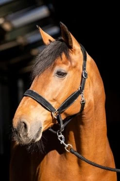 HB Halter Showtime Wisconsin