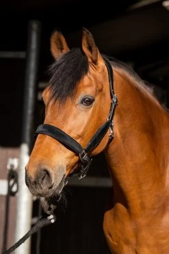 HB Halter Showtime Wisconsin -Equestrian Supplies Online Shop 00006731W 1 301090419