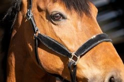 HB Halter Showtime Wisconsin -Equestrian Supplies Online Shop 00006731W 3 301090418